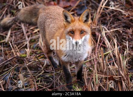 Volpe rossa Vulpes vulpes nella riserva naturale Kohlplattenschlagschlag Foto Stock