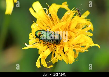 Primo piano di scarabei verdi sulla foglia Foto Stock