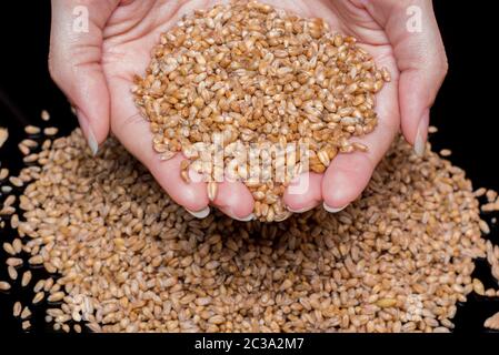 Le mani delle donne azienda chicchi di grano. Il grano di close-up. Chicchi di grano su uno sfondo nero. Frumento duro. Raccolto di grano. La semina o la raccolta di prodotti a granella. Il raccolto o Foto Stock