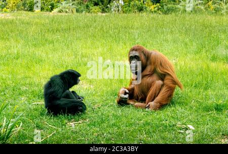 Bornean orangutan, pongo Pygmaeus, condivisione habitat con Siamang Gibbons, Symphalangus syndactylus, nel giardino zoologico di Dublino, Irlanda. Mammiferi seduto sull'erba. Foto Stock