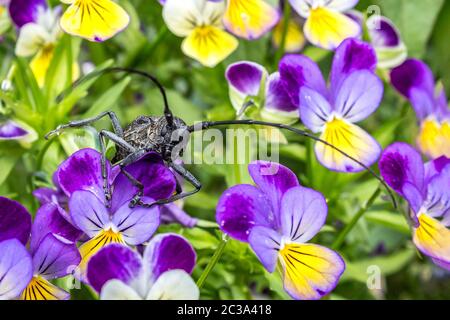 Il grillo con un lungo i baffi siede su un germoglio di fiore in giardino. Fiori con un grosso insetto close-up. Foto Stock