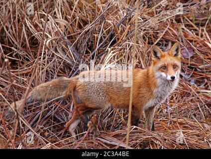 Volpe rossa Vulpes vulpes in canne Foto Stock