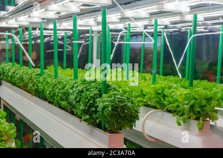 Cultura sobrida di verdure sotto luce artificiale. Orto idroponico organico. Luce a LED farm al coperto, Agricoltura T Foto Stock