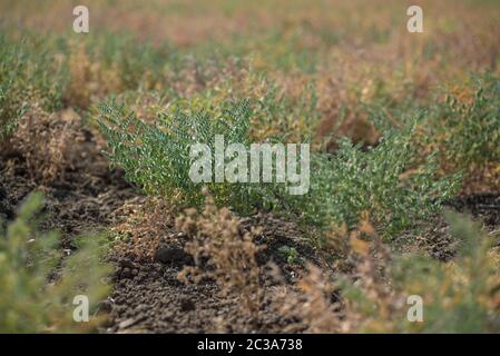 Ceci farm field, ceci pod con green giovani piante nel campo di fattoria Foto Stock