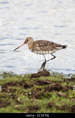 Godwit bar-tailed nel suo ambiente. Il loro nome latino è Limosa lapponica Foto Stock