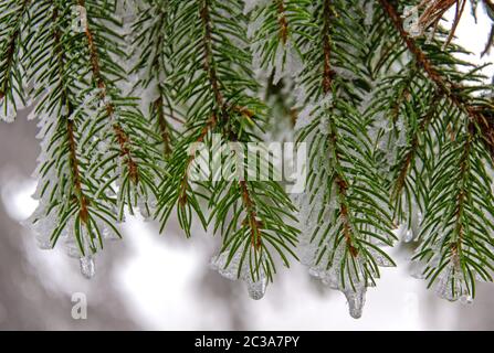 conifere ghiacciate nella foresta Foto Stock