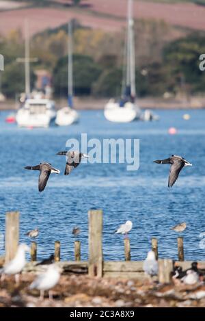 Gregge di Oca Brent in volo in habitat. Il loro nome latino è Branta bernicla. Foto Stock