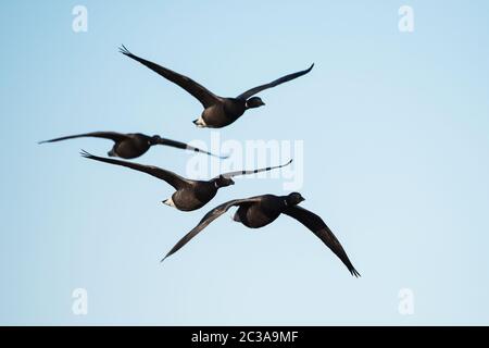 Gregge di Oca Brent in volo su un cielo. Il loro nome latino è Branta bernicla. Foto Stock