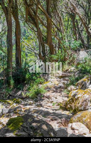 Sassoso sentiero forestale e sentiero escursionistico nella tabella di montagna del Parco Nazionale di Cape Town, Sud Africa. Foto Stock