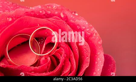 Scarlet rose con gli anelli di nozze su sfondo rosa. Rosa rosa in acqua gocce di close-up. Rose di rugiada. Fiori come un dono per la vacanza. Foto Stock