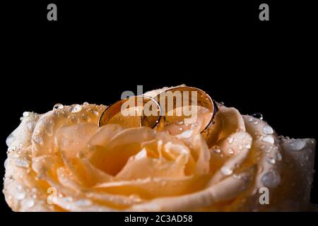 Due anelli di nozze su una rosa gialla su uno sfondo nero. Rosa gialla in acqua gocce di close-up. Rose di rugiada. Fiori come un dono per la vacanza. Proposa Foto Stock