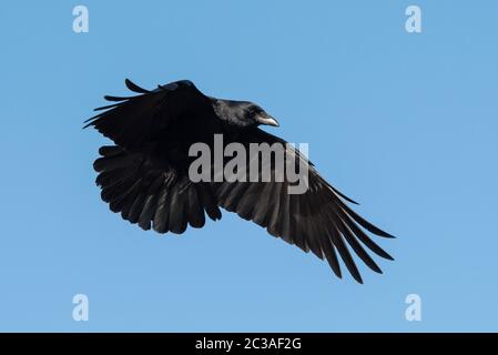 Carrion Crow in volo nel cielo. Il suo nome latino è Corvus corone. Foto Stock