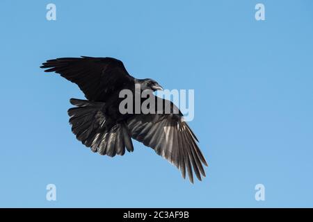 Carrion Crow in volo nel cielo. Il suo nome latino è Corvus corone. Foto Stock