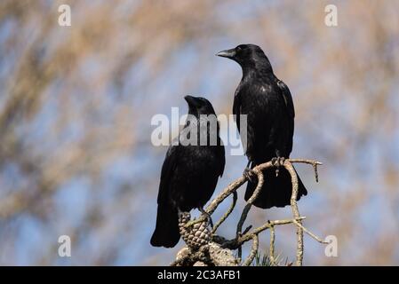 Coppia di Carrion Crow su albero in habitat. Il loro nome latino è Corvus corone. Foto Stock