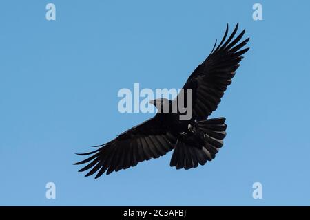 Carrion Crow in volo nel cielo. Il suo nome latino è Corvus corone. Foto Stock