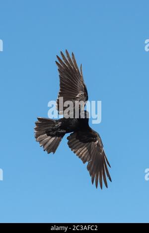 Carrion Crow in volo nel cielo. Il suo nome latino è Corvus corone. Foto Stock