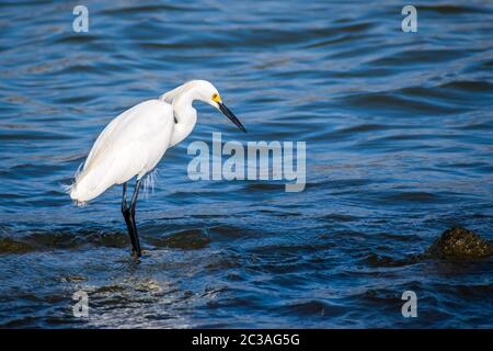 Un Egret bianco Snowy a Rockport, Texas Foto Stock