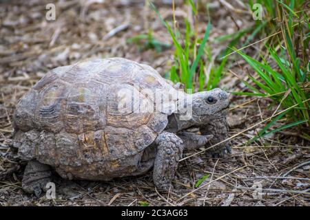 Un Texas Tartaruga Nel Parco Statale Estero Llano Grande, Texas Foto Stock