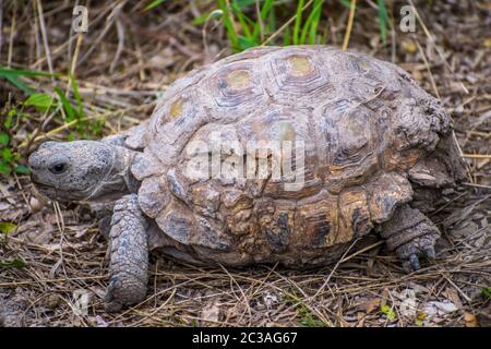 Un Texas Tartaruga Nel Parco Statale Estero Llano Grande, Texas Foto Stock
