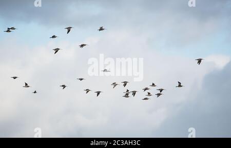 Curlews eurasiatici in volo nel cielo. Il loro nome latino è Numenius arquata. Foto Stock