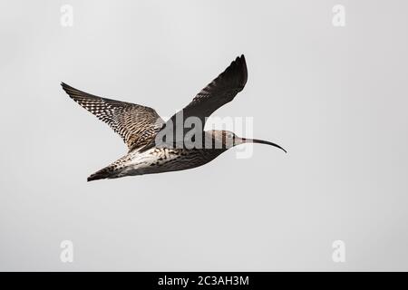 Curlew eurasiatico in volo nel cielo. Il suo nome latino è Numenius arquata. Foto Stock