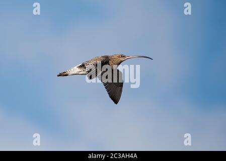 Curlew eurasiatico in volo nel cielo. Il suo nome latino è Numenius arquata. Foto Stock