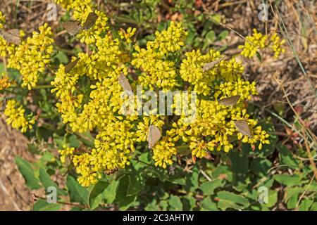 Impollinatori Paradiso In Montagna Wildflowers Nel Parco Nazionale Del Great Basin In Nevada Foto Stock