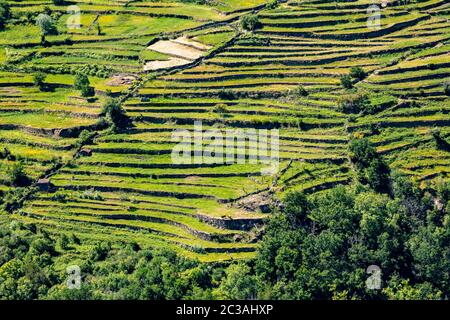 Punto di vista delle terrazze (Miradouro dos Socalcos), che si affacciano sulle terrazze agricole (famosa vista del paesaggio in stile tibetano), porta Cova Place, Sist Foto Stock