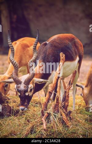 Blackbuck bello (Antilope cervicapra) mangia l'erba. Foto Stock