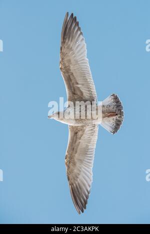 Aringa Gull in volo nel cielo. Il suo nome latino è Larus argentatus. Foto Stock