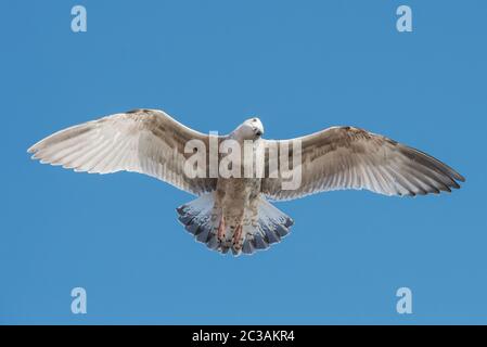 Aringa Gull in volo nel cielo. Il suo nome latino è Larus argentatus. Foto Stock