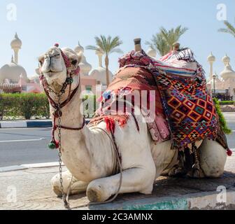 Cavalcare il cammello in una coperta luminosa sulla strada soleggiata di Sharm El Sheikh Foto Stock