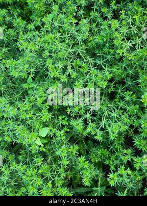 Coriander a dente di sega, vegetale asiatico conosciuto anche come Pak Chi Farang o coriandolo lungo Foto Stock