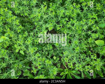 Coriander a dente di sega, vegetale asiatico conosciuto anche come Pak Chi Farang o coriandolo lungo Foto Stock