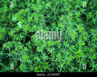 Coriander a dente di sega, vegetale asiatico conosciuto anche come Pak Chi Farang o coriandolo lungo Foto Stock