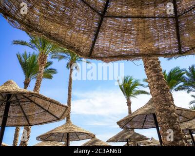 Sfondo tropicale senza persone con palme e ombrelloni in legno in Egitto Foto Stock