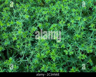 Coriander a dente di sega, vegetale asiatico conosciuto anche come Pak Chi Farang o coriandolo lungo Foto Stock