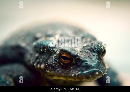 Trovato sotto un cestino dopo che l'ho tirato fuori Foto Stock