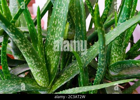 Un primo piano di una pianta di Aloe vera a casa. Aloe vera è una specie di piante succulente del genere Aloe. Foto Stock