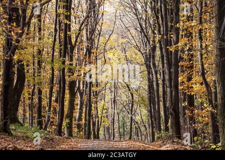 Sentiero forestale, circondato da ampi alberi di lievito nei colori gialli autunnali, nel bosco di Fruska Gora, un parco a Voivodina, in Serbia. Immagine o Foto Stock