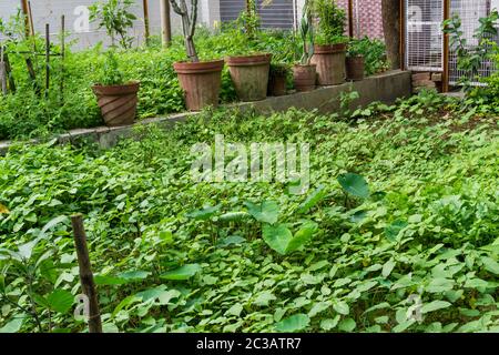 Un giardino di cortile organico a casa in India con verdure verdi multiple che crescono. Foto Stock