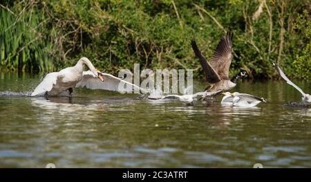 Mute Swan combatte l'oca canadese sull'acqua. Il suo nome latino è Cignus olor. Foto Stock