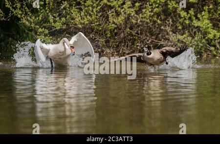 Mute Swan combatte l'oca canadese sull'acqua. Il suo nome latino è Cignus olor. Foto Stock