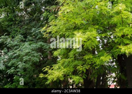 Grevillea robusta, comunemente conosciuta come la quercia setosa meridionale, la quercia di seta o la quercia setosa, la quercia d'argento o la quercia d'argento australiana, è una pianta fiorente della f Foto Stock