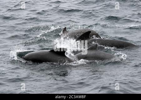 Long-alned Pilot Whale Globicephala melas Rockall trough, Atlantic Ocean, UK Foto Stock