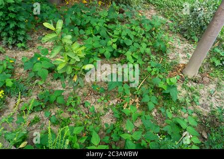 Fagioli comuni o fagioli verdi che crescono organicamente in giardino domestico. Foto Stock