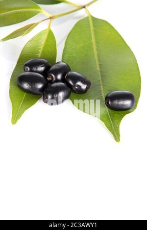 Jambolan prugna o Java prugna (Syzygium cumini) Foto Stock