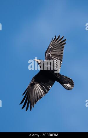 Rook in volo nel cielo. Il suo nome latino è Corvus frugilegus. Foto Stock