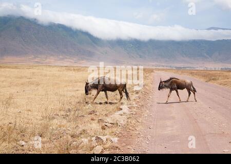 Gnu in fila su di Ngorongoro Conservation Area cratere, Tanzania. Fauna africana Foto Stock