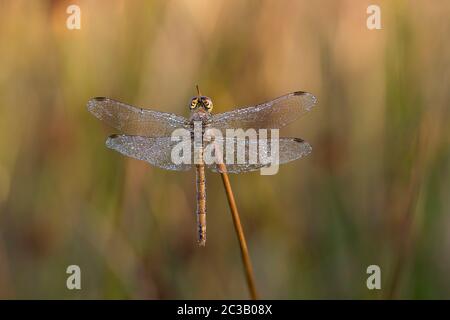Darter Dragonfly comune; Sympetrum striolatum; Femminile a rugiada; UK Foto Stock